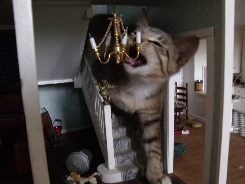 cat playing with chandelier