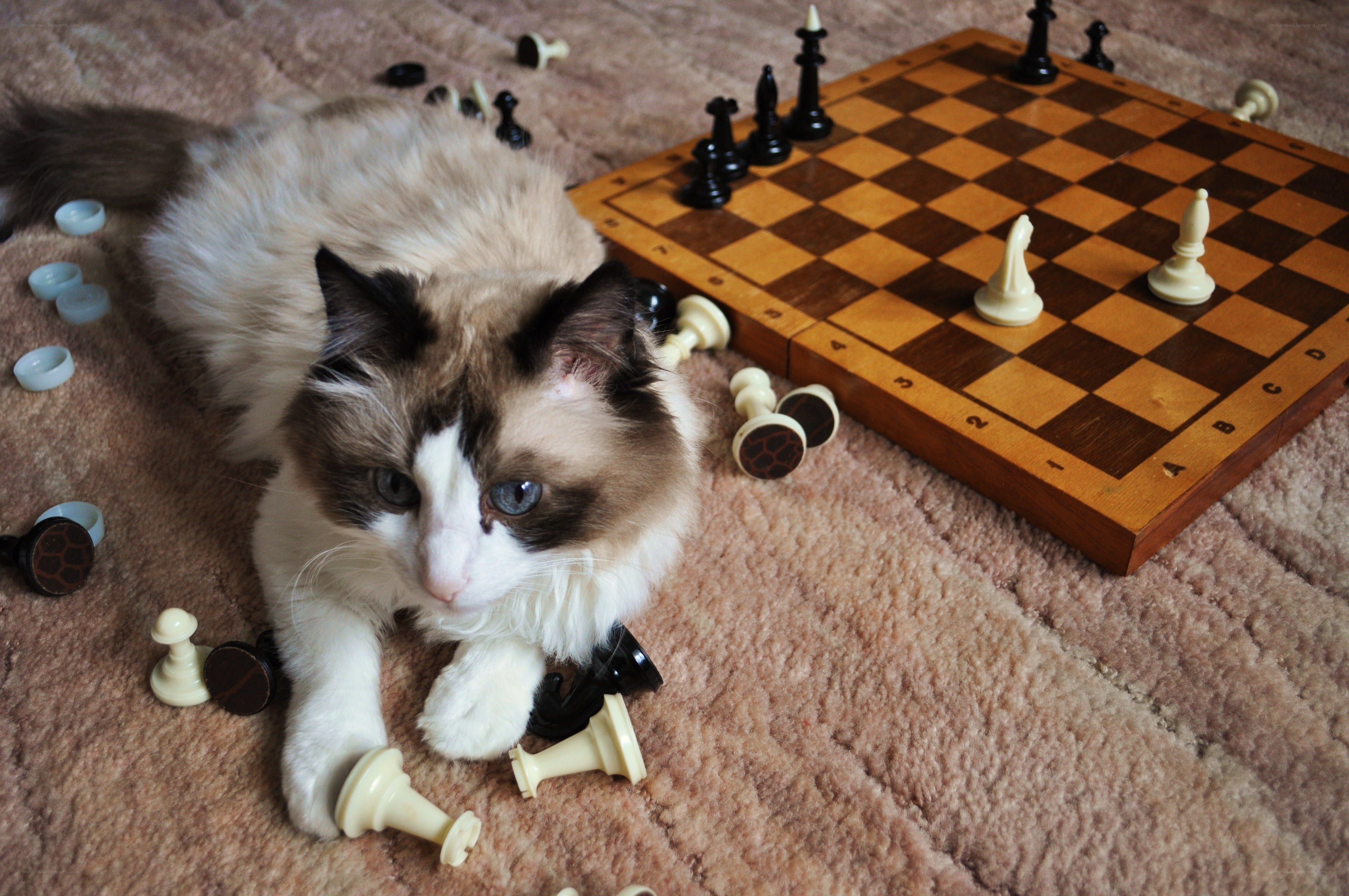cat playing with chess pieces