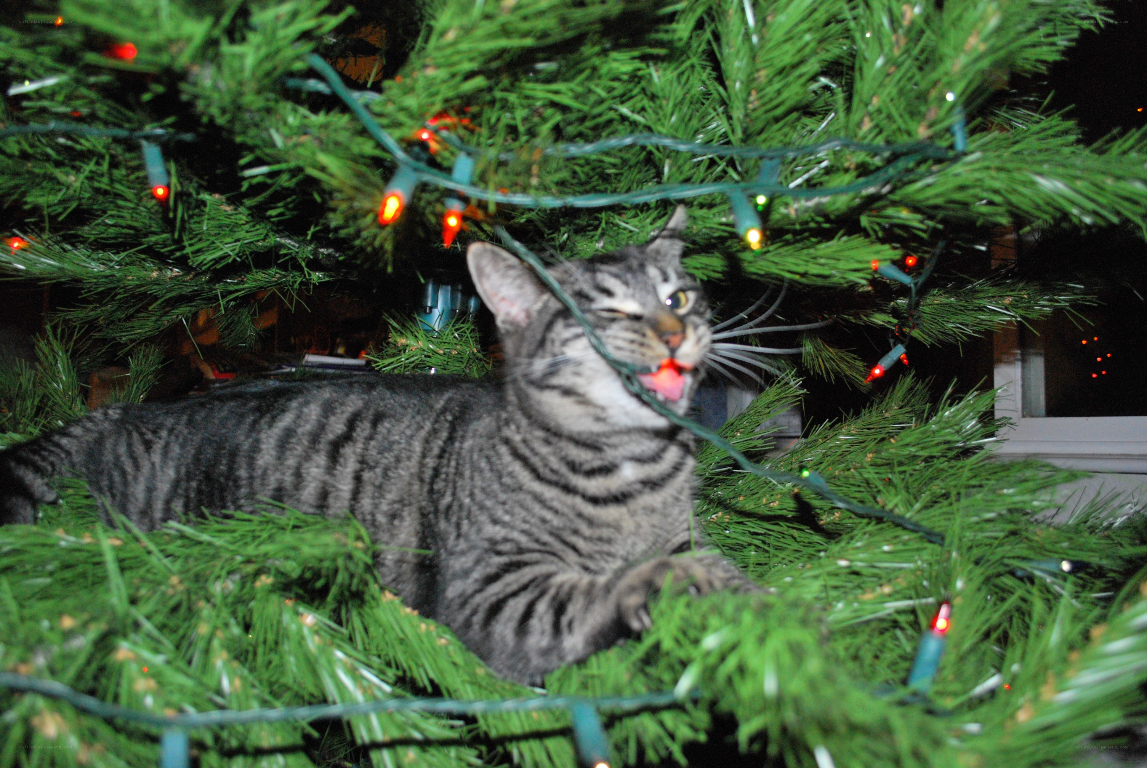 cat playing with Christmas lights