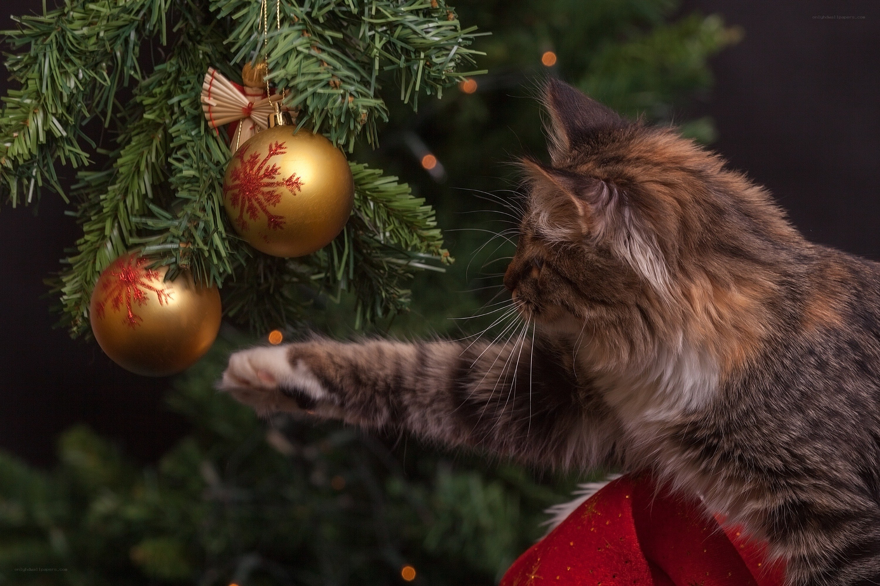 cat playing with christmas ornaments