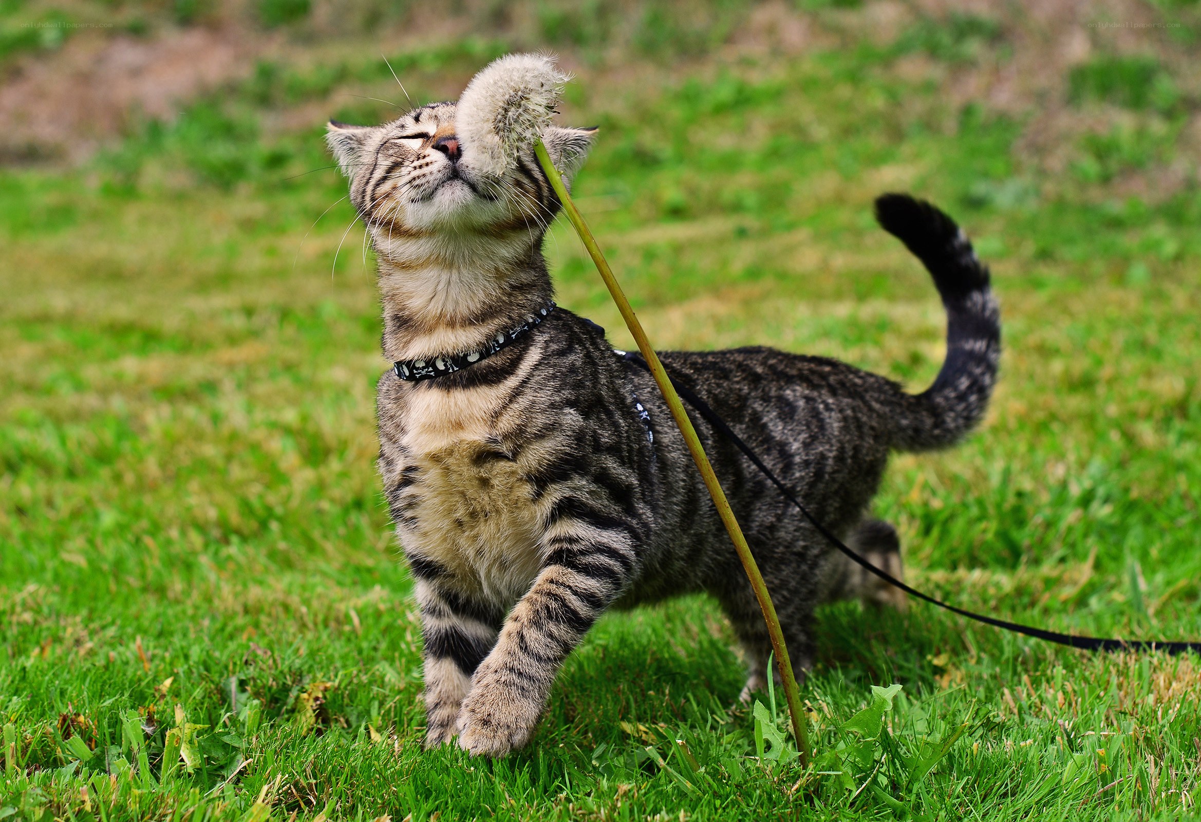 cat playing with dandelion