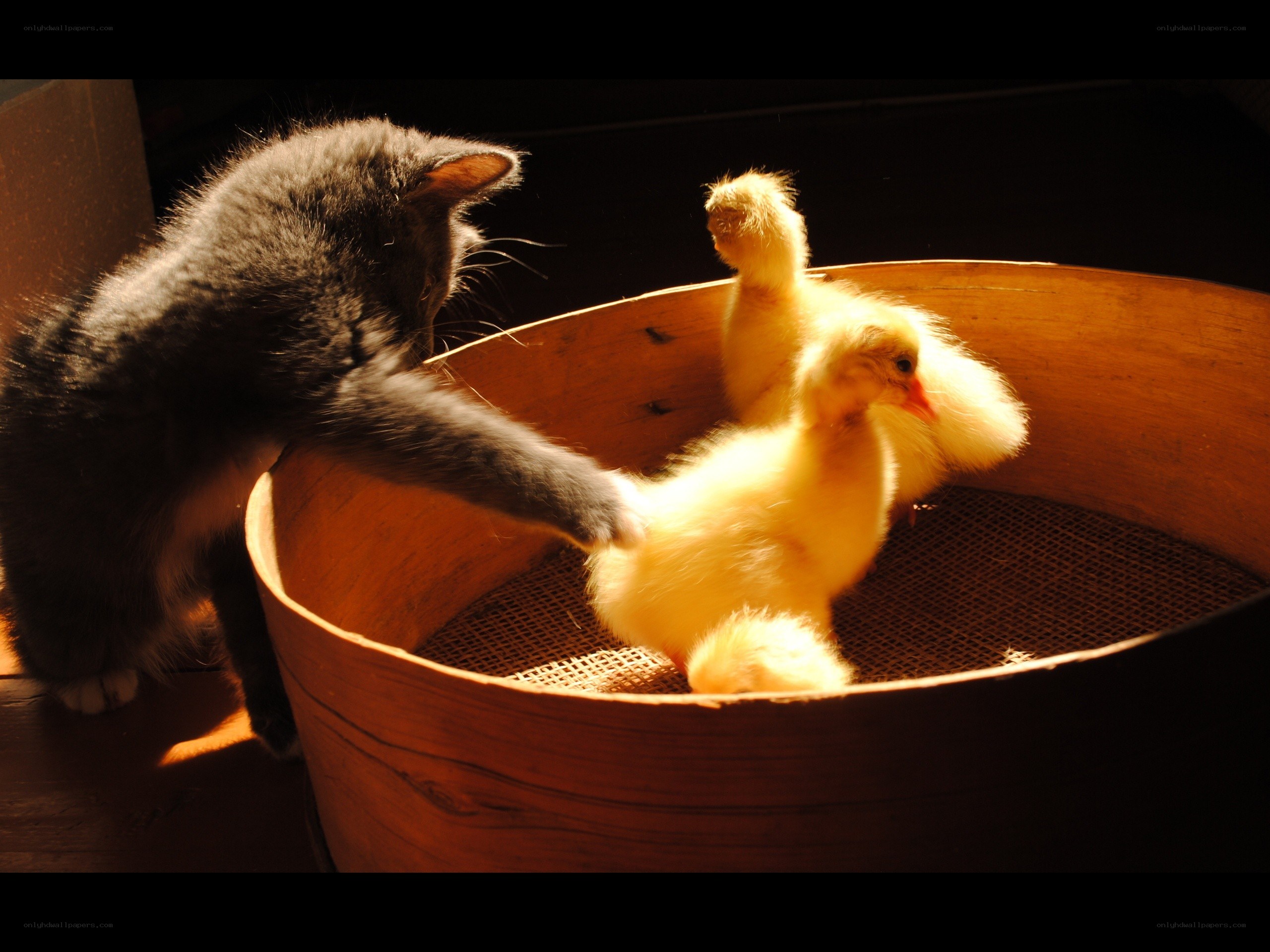 cat playing with ducklings