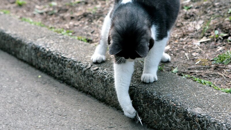 cat playing with feather