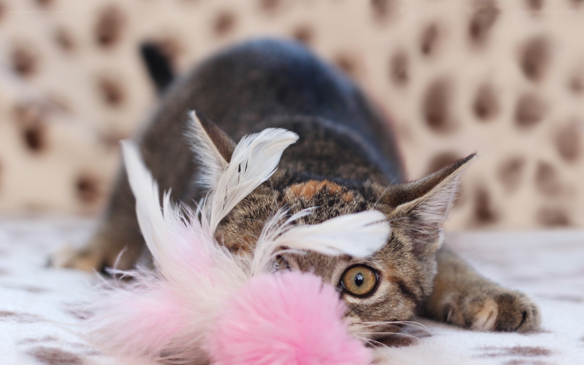 cat playing with feather toy