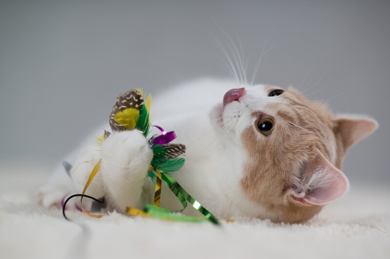 cat playing with feather toy