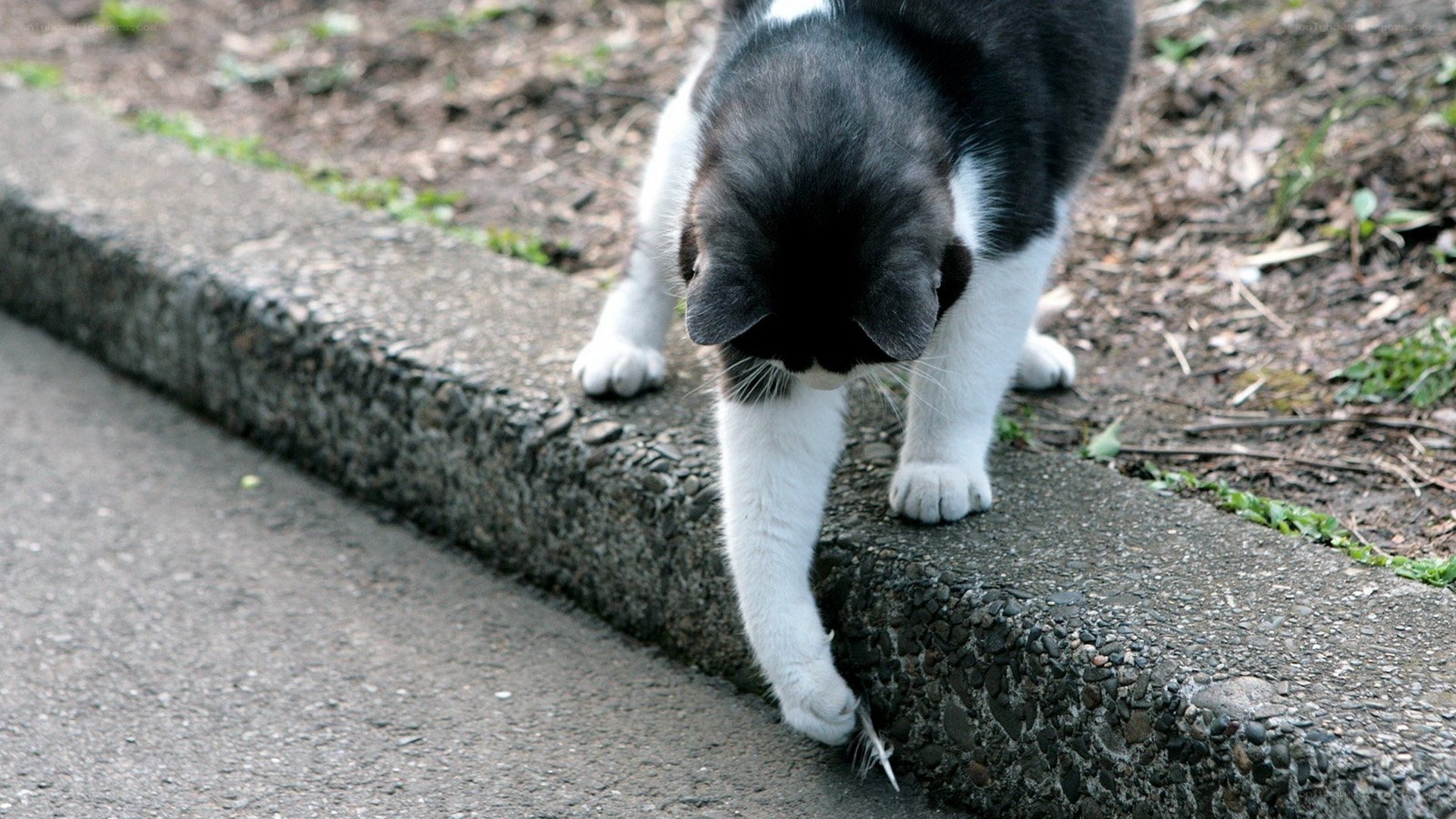 cat playing with feather