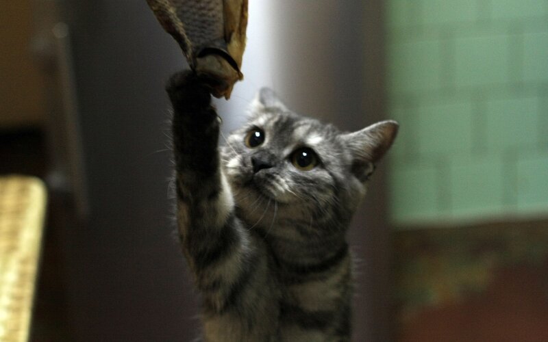 cat playing with fish