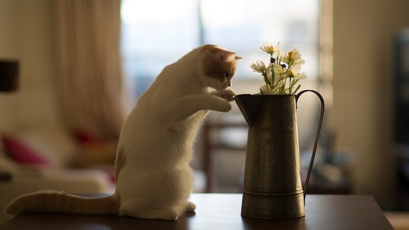 cat playing with flowers