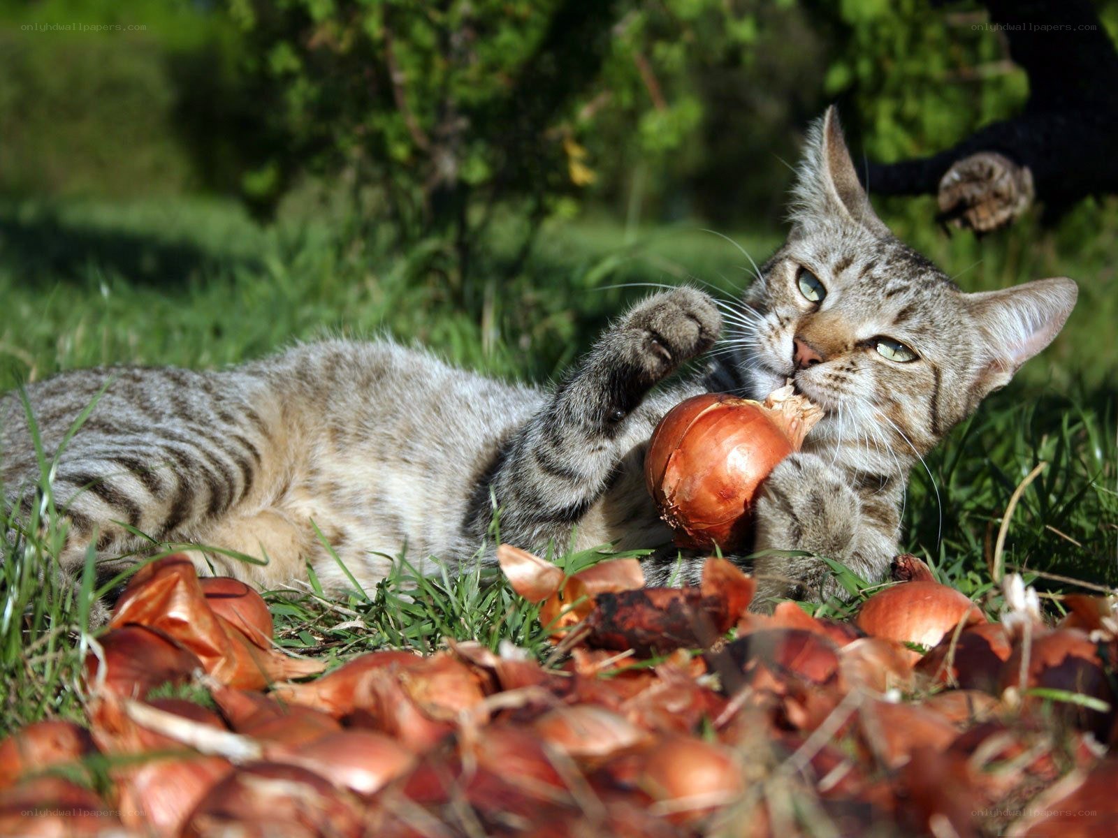 Cat playing with onions in grass
