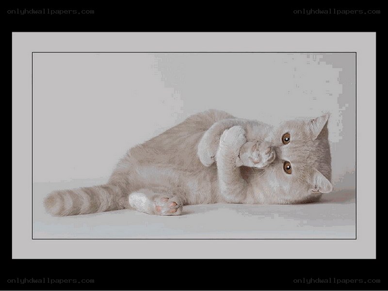 cat playing with paw