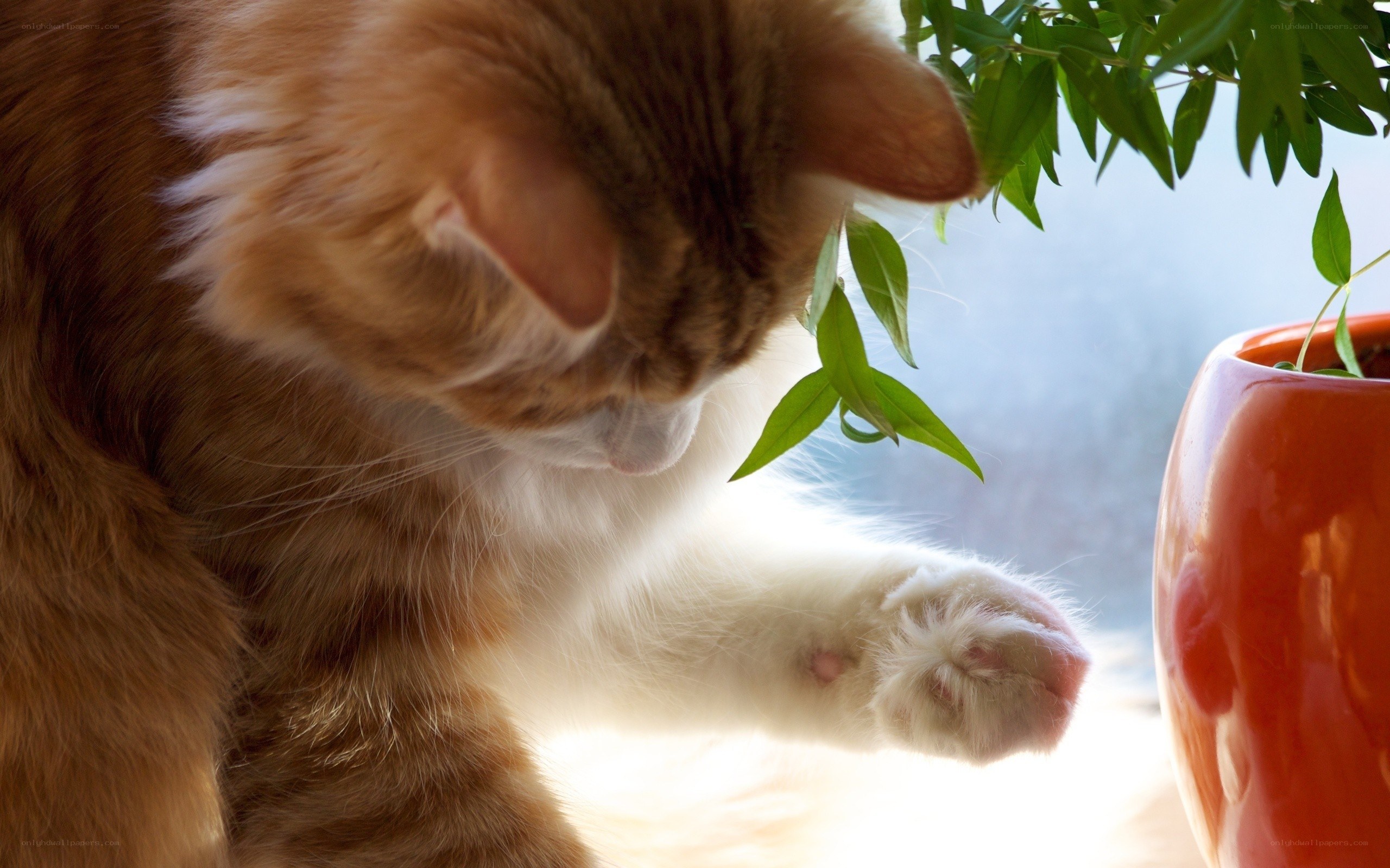 Cat playing with plant