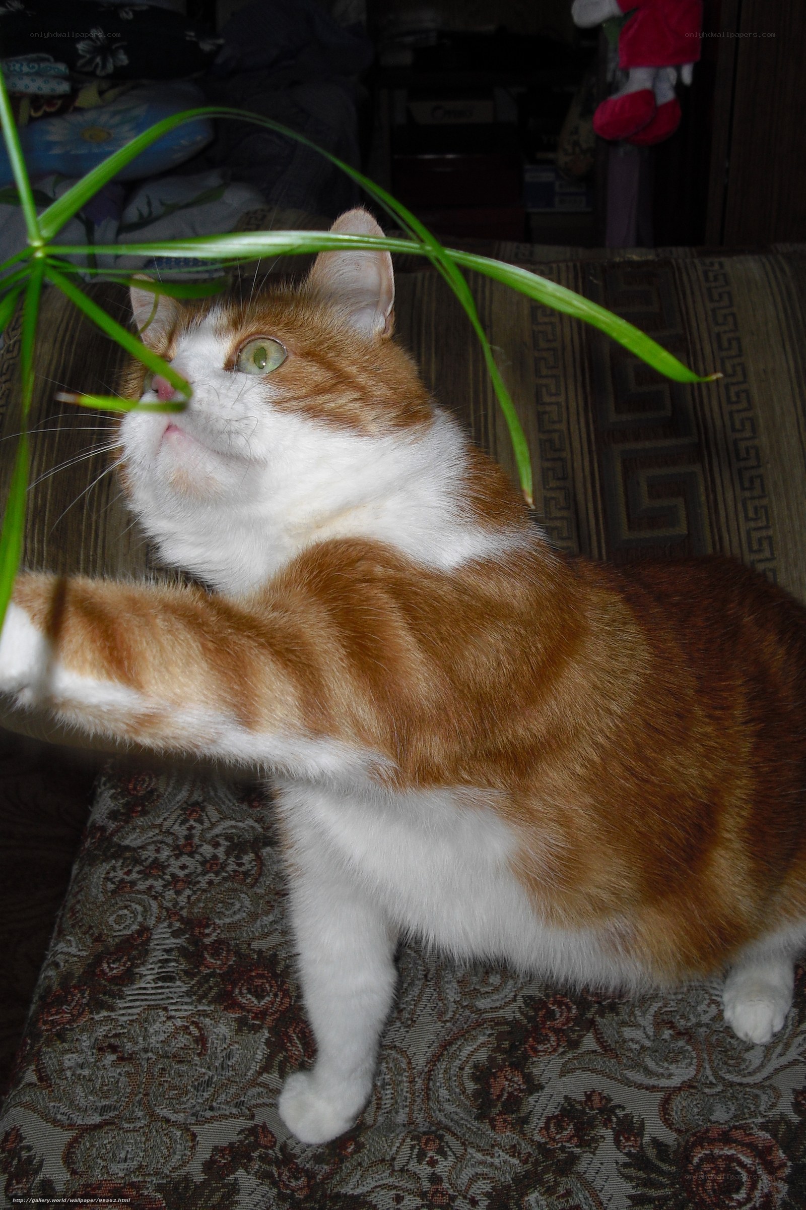 cat playing with plant
