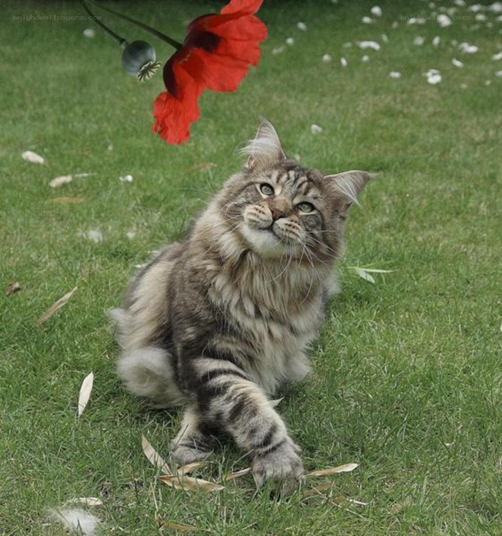 Cat playing with poppy flower