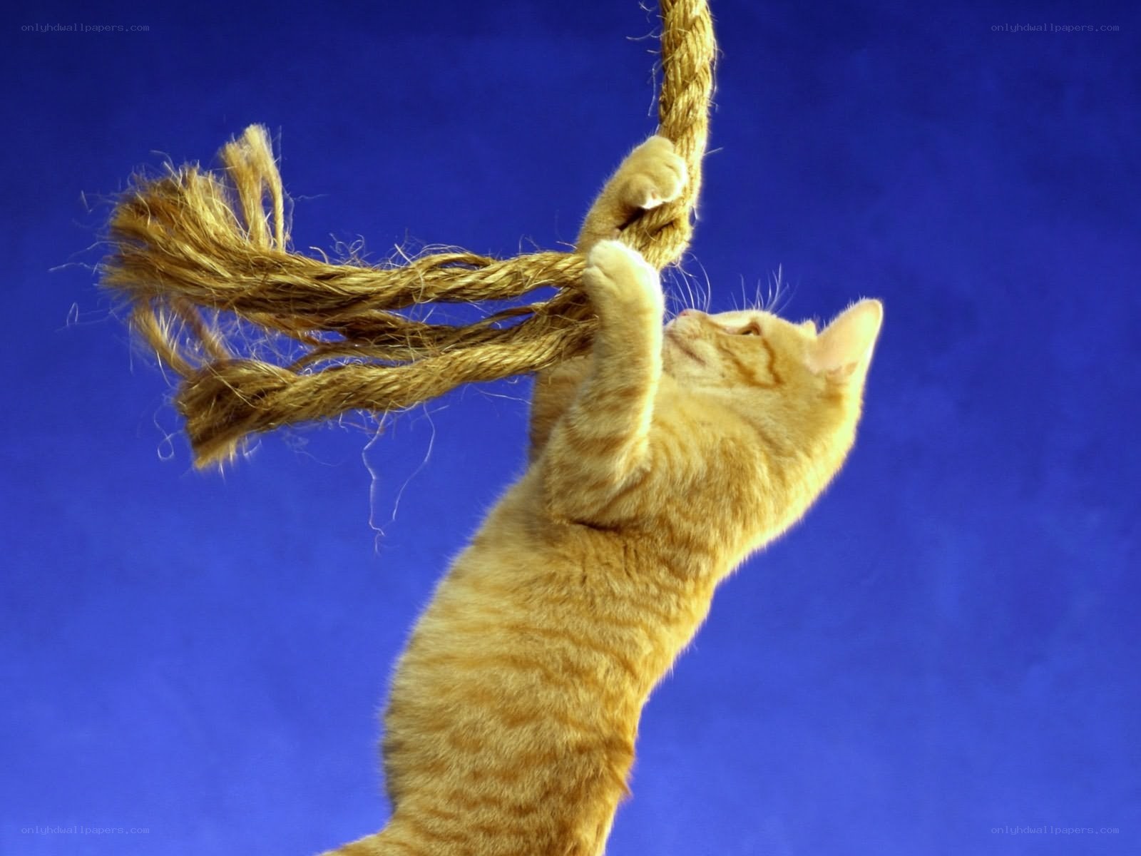 cat playing with rope