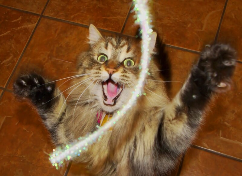 cat playing with sparkly toy