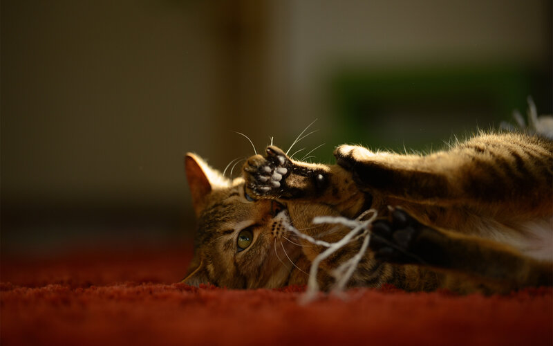 cat playing with string