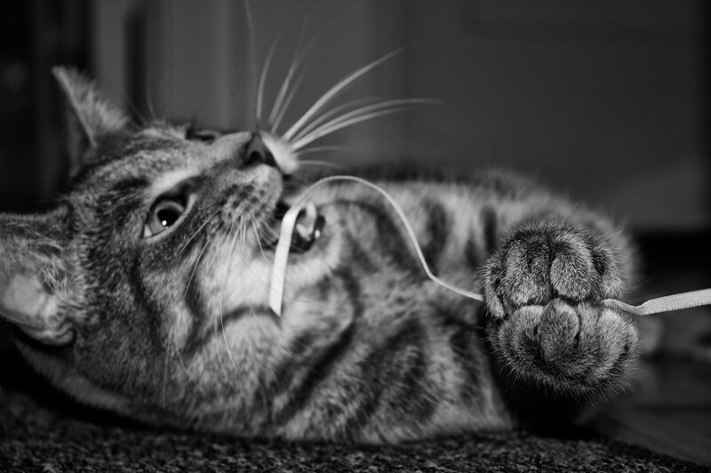 cat playing with string