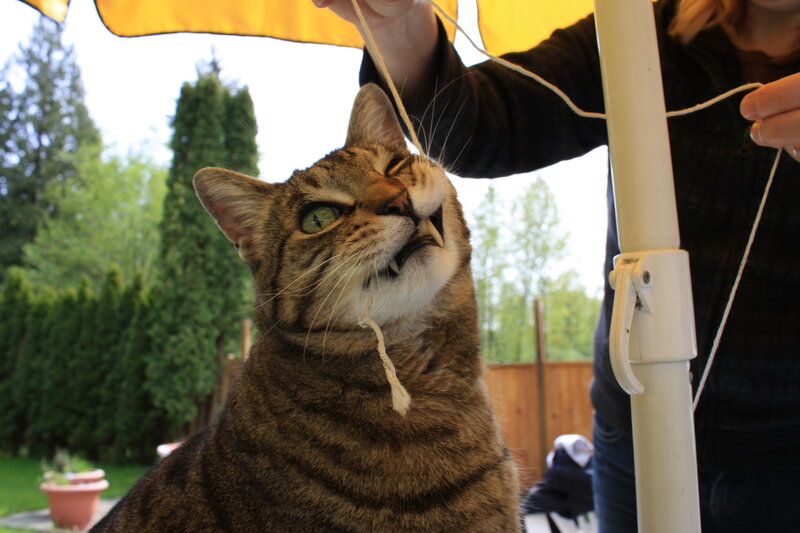 cat playing with string