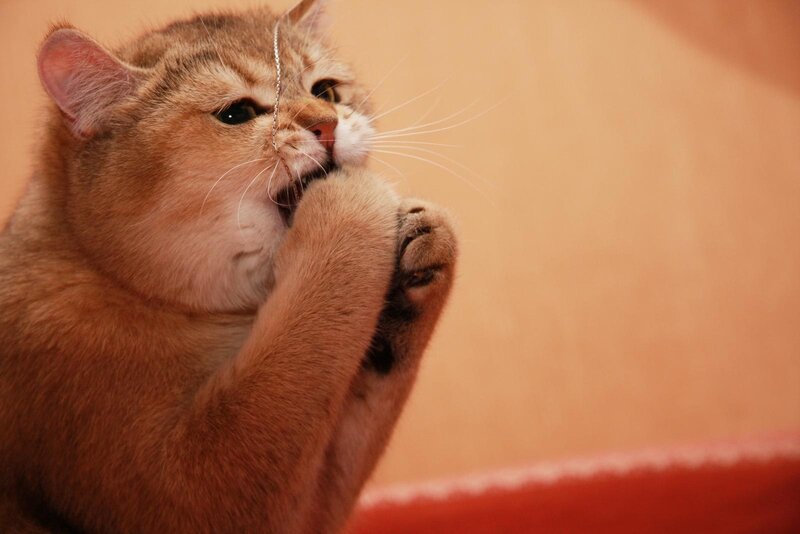 cat playing with string