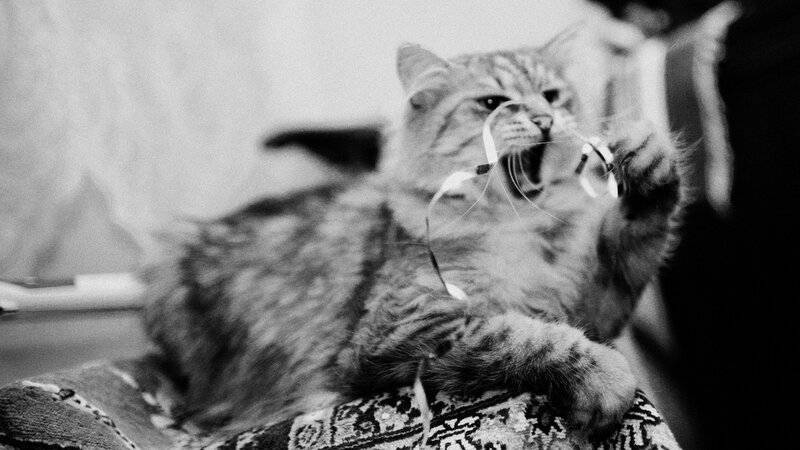 cat playing with string