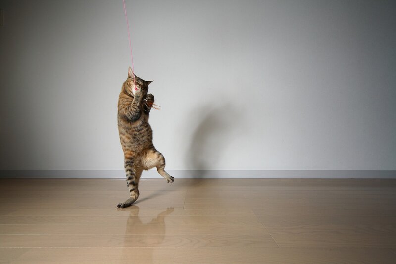 cat playing with string toy