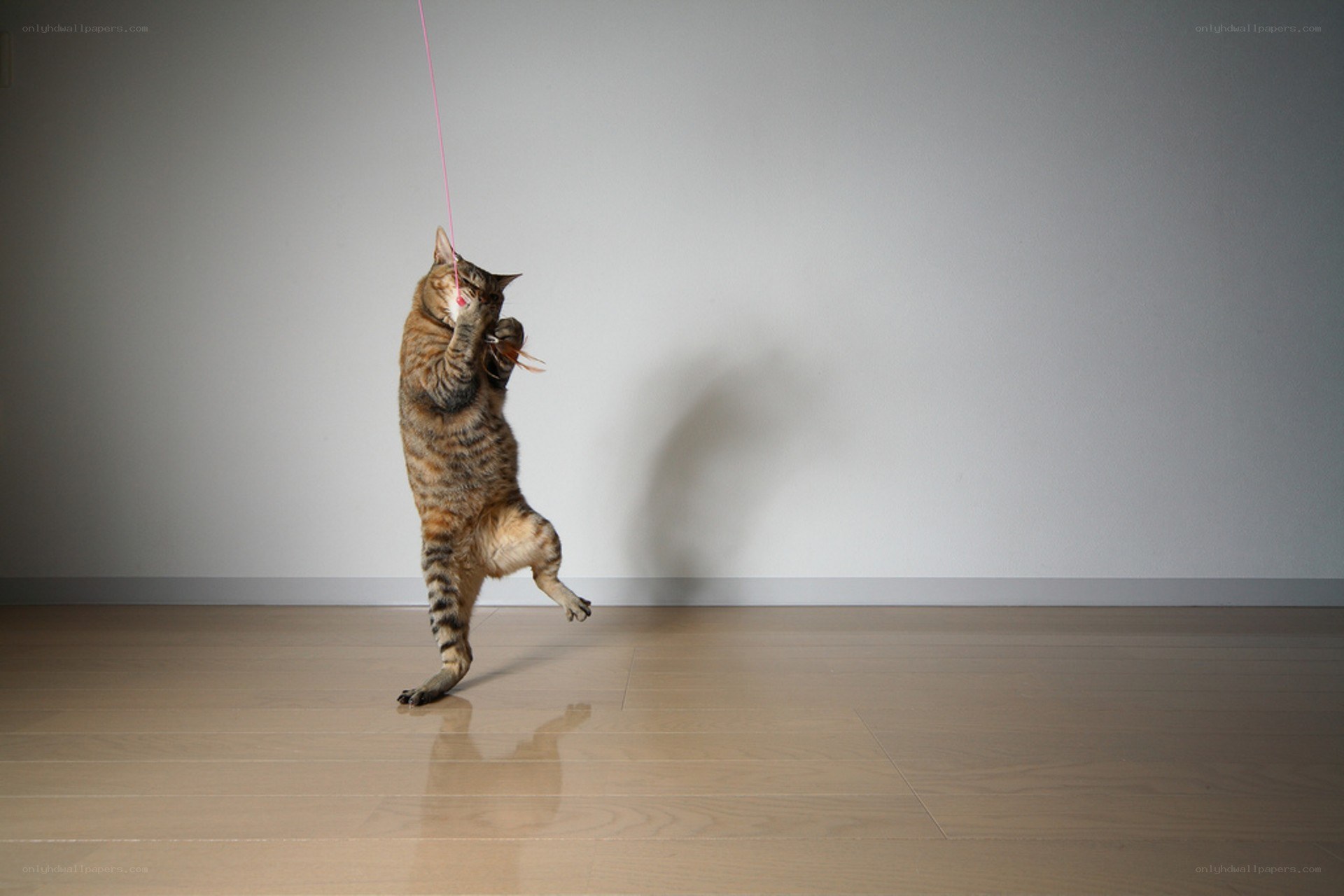 cat playing with string toy