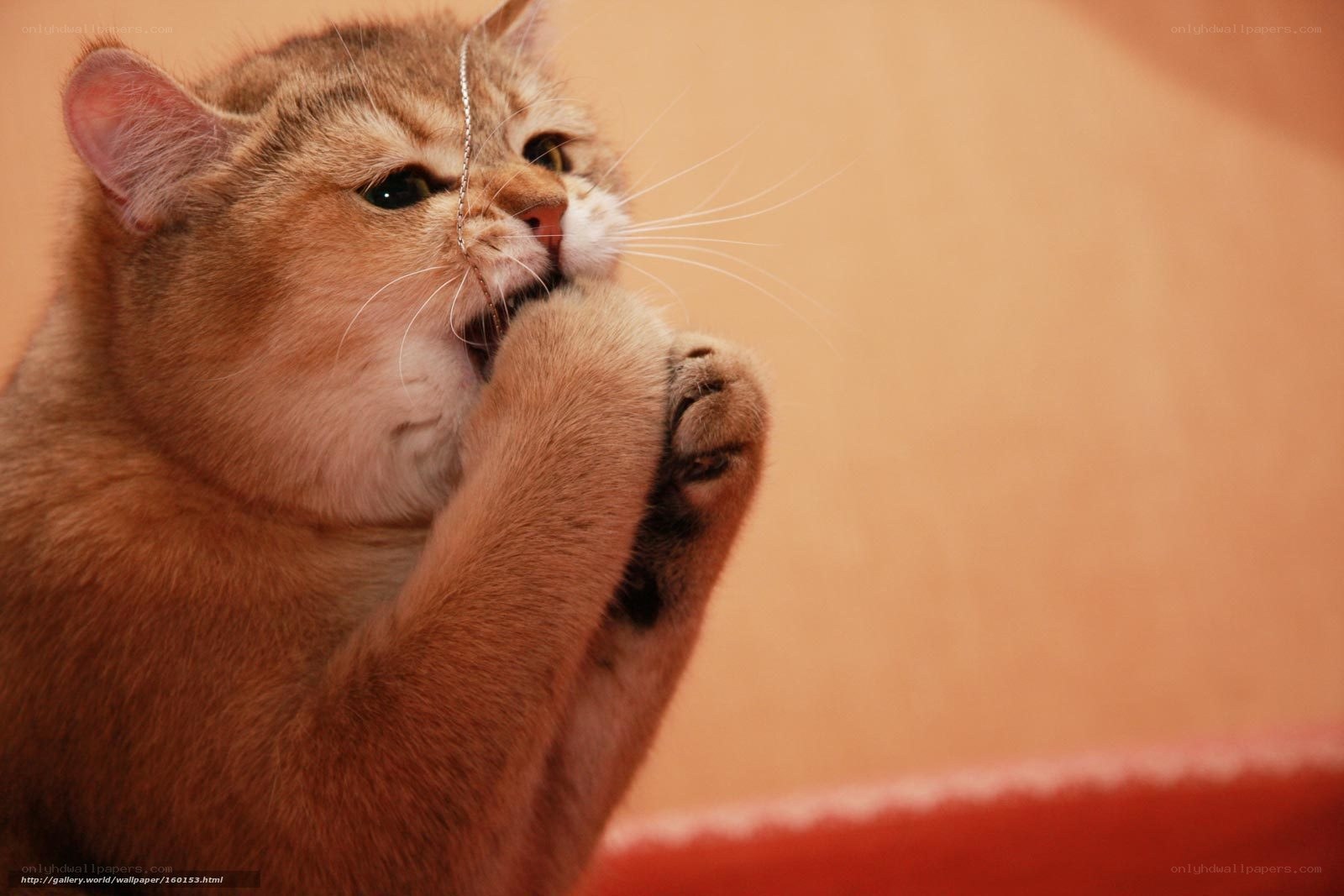 cat playing with string