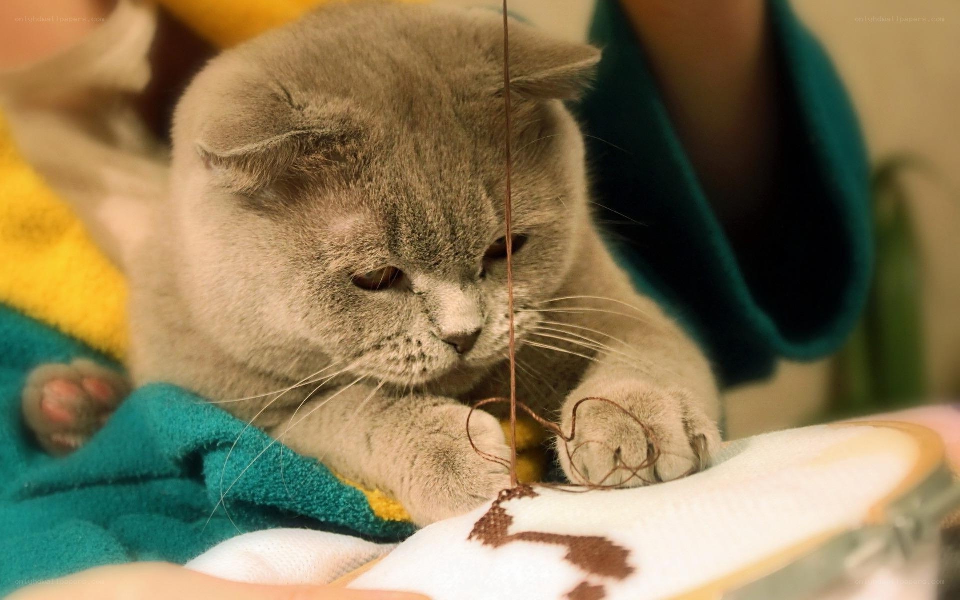 cat playing with thread