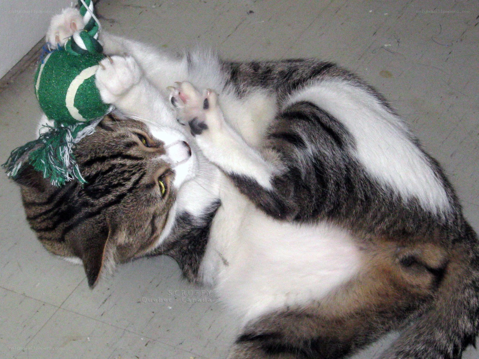 cat playing with toy