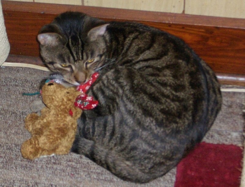 cat playing with toy