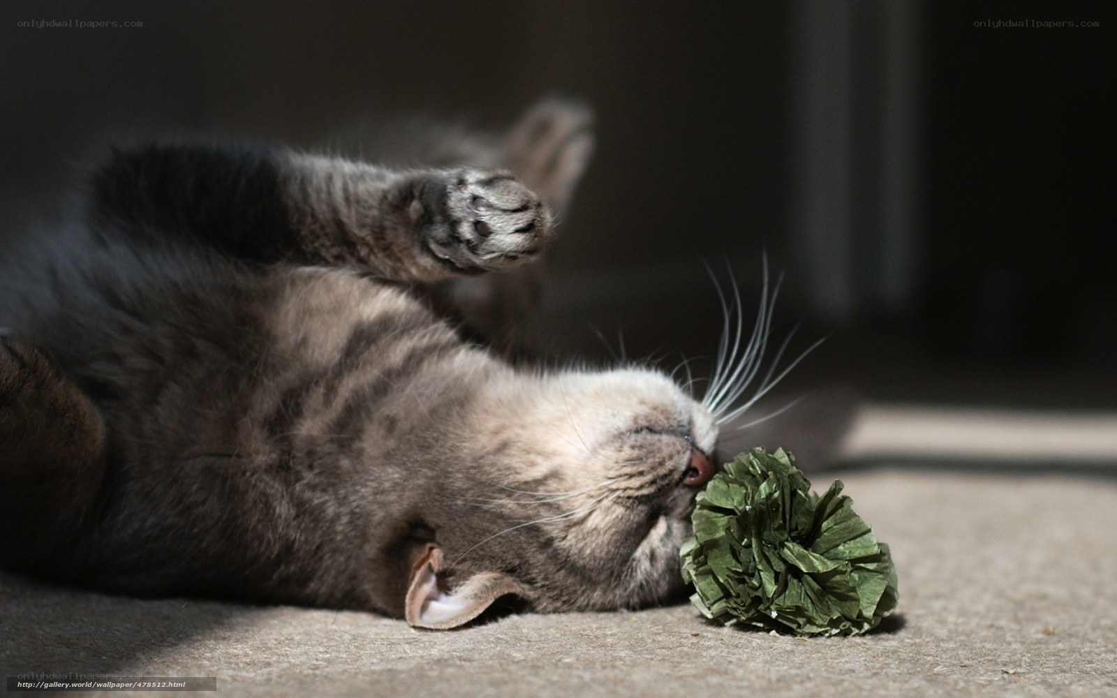 cat playing with toy