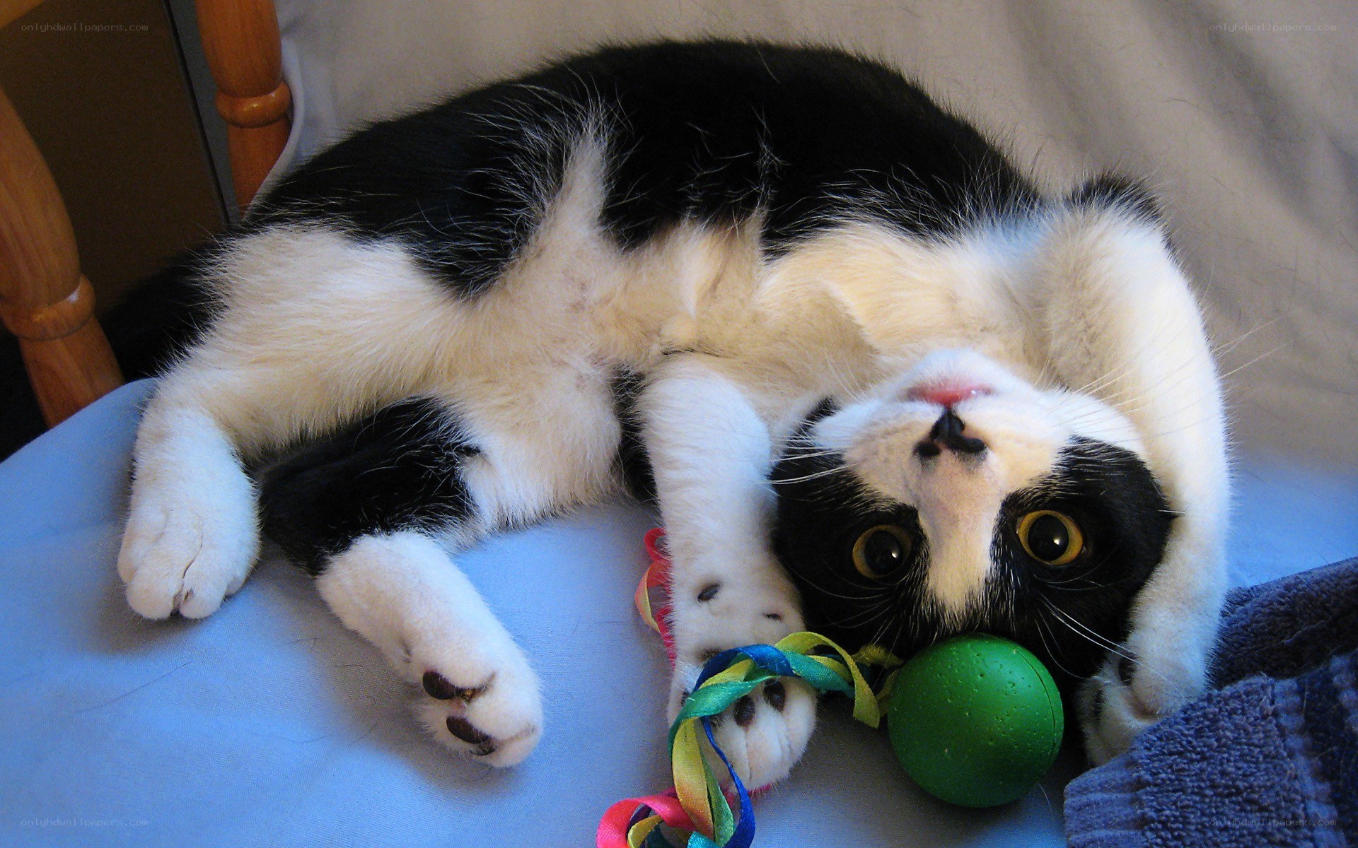 cat playing with toy