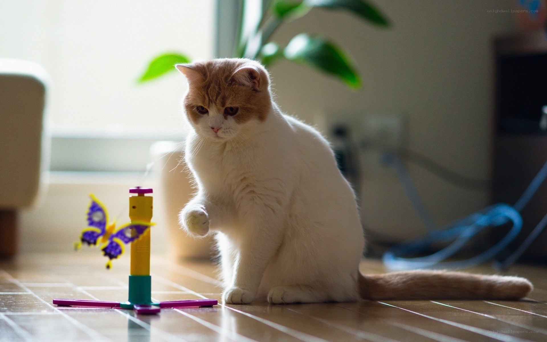 cat playing with toy
