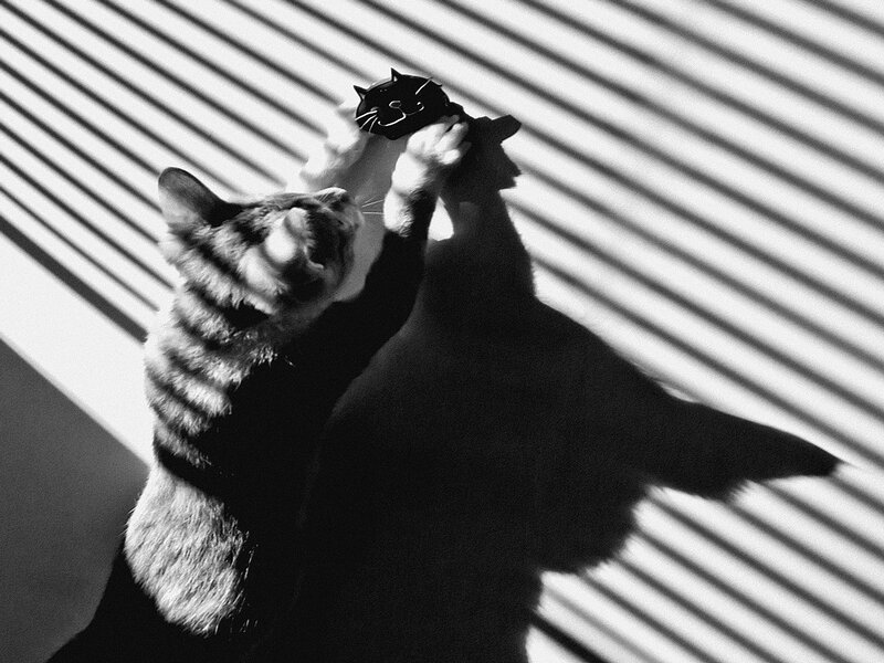 Cat Playing with Toy — Black