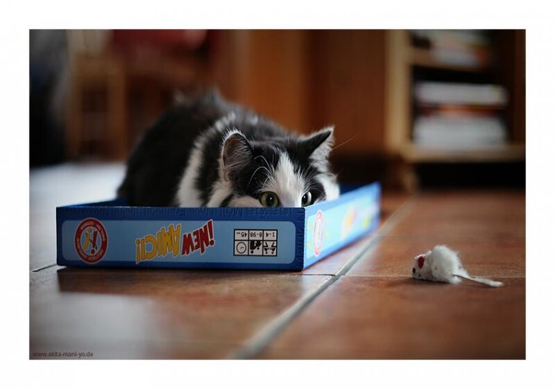 cat playing with toy mouse