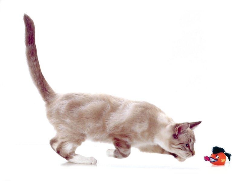Cat Playing with Toy — White, Playful