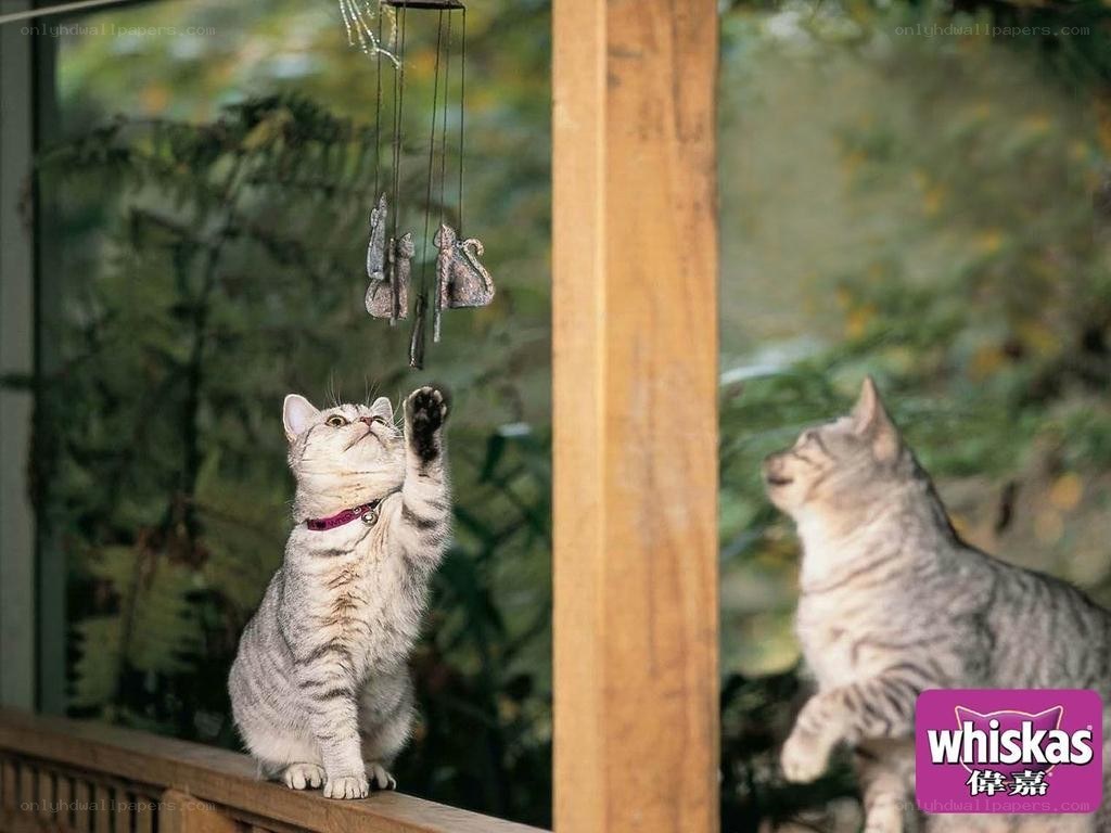 Cat playing with wind chimes