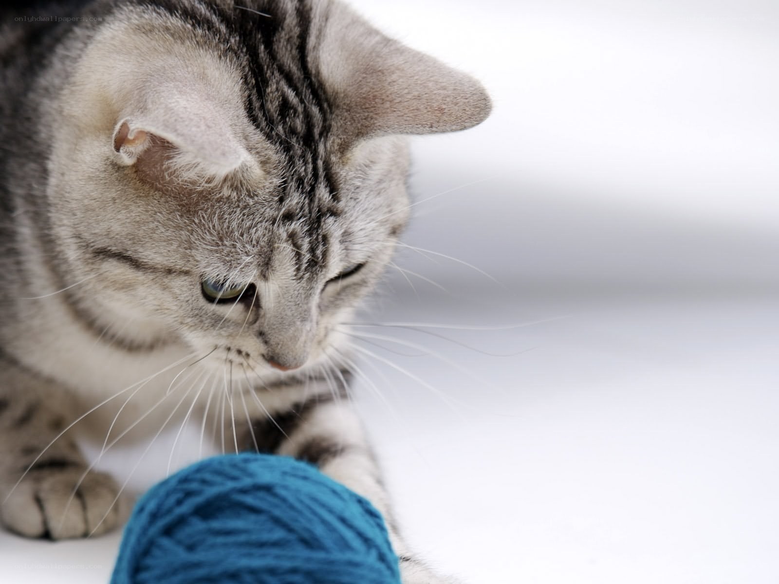 cat playing with yarn ball