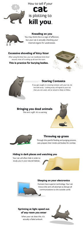 Cat plotting to kill you