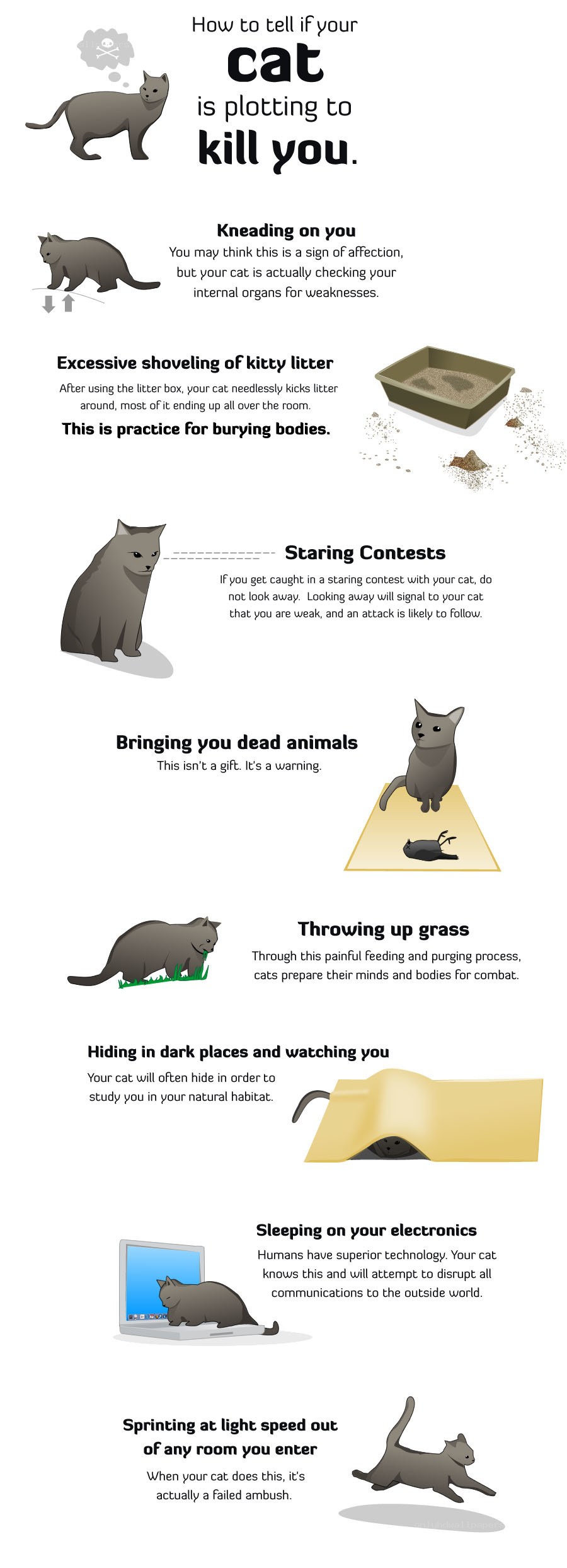 Cat plotting to kill you