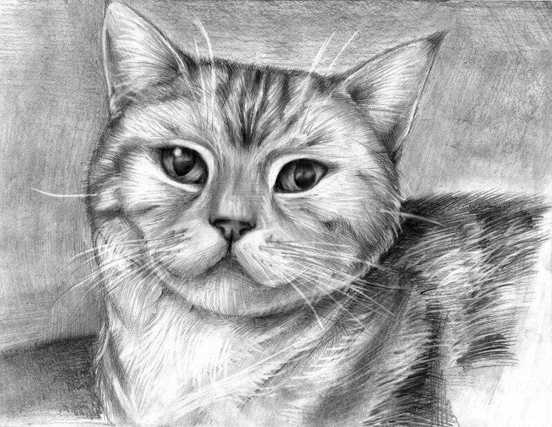 Cat Portrait