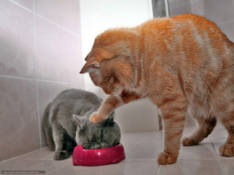 Cat pushing another cat's head