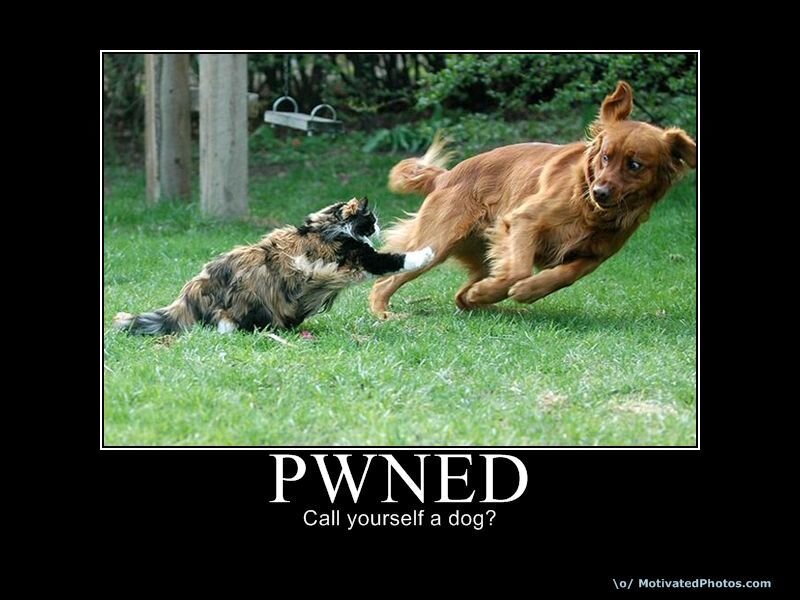 cat pwns dog