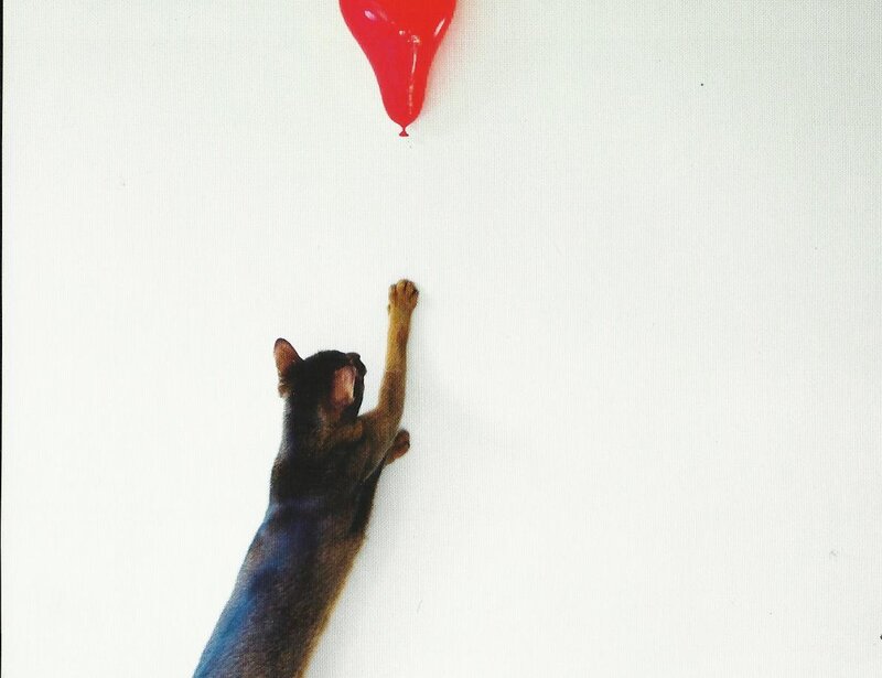 Cat Reaching for Balloon