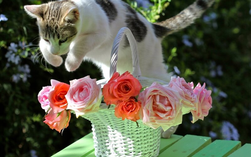 Cat Reaching for Flowers — Green
