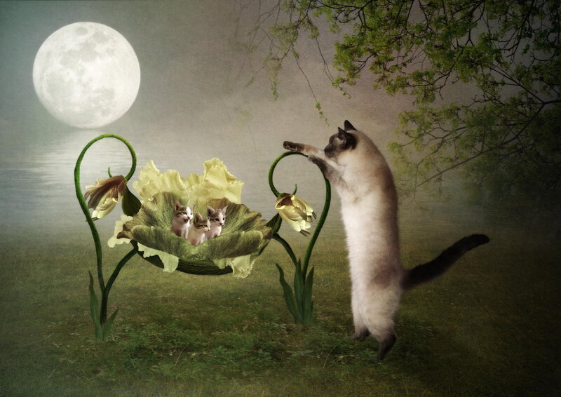Cat Reaching for Kittens