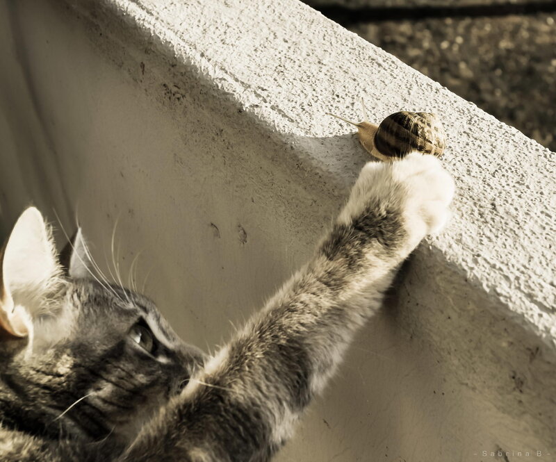 Cat Reaching for Snail