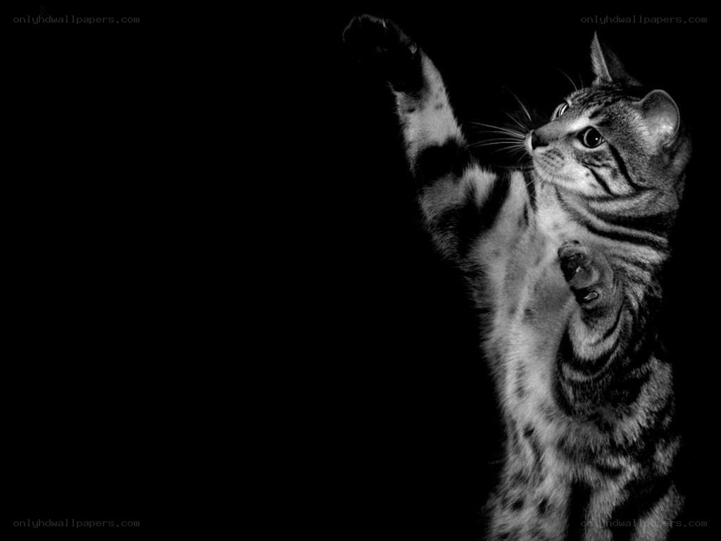 cat reaching up in black and white