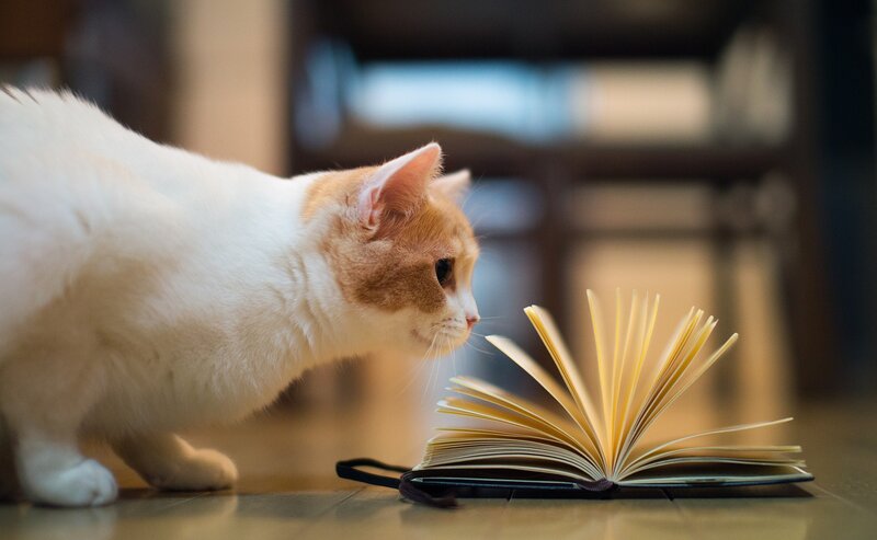 cat reading a book