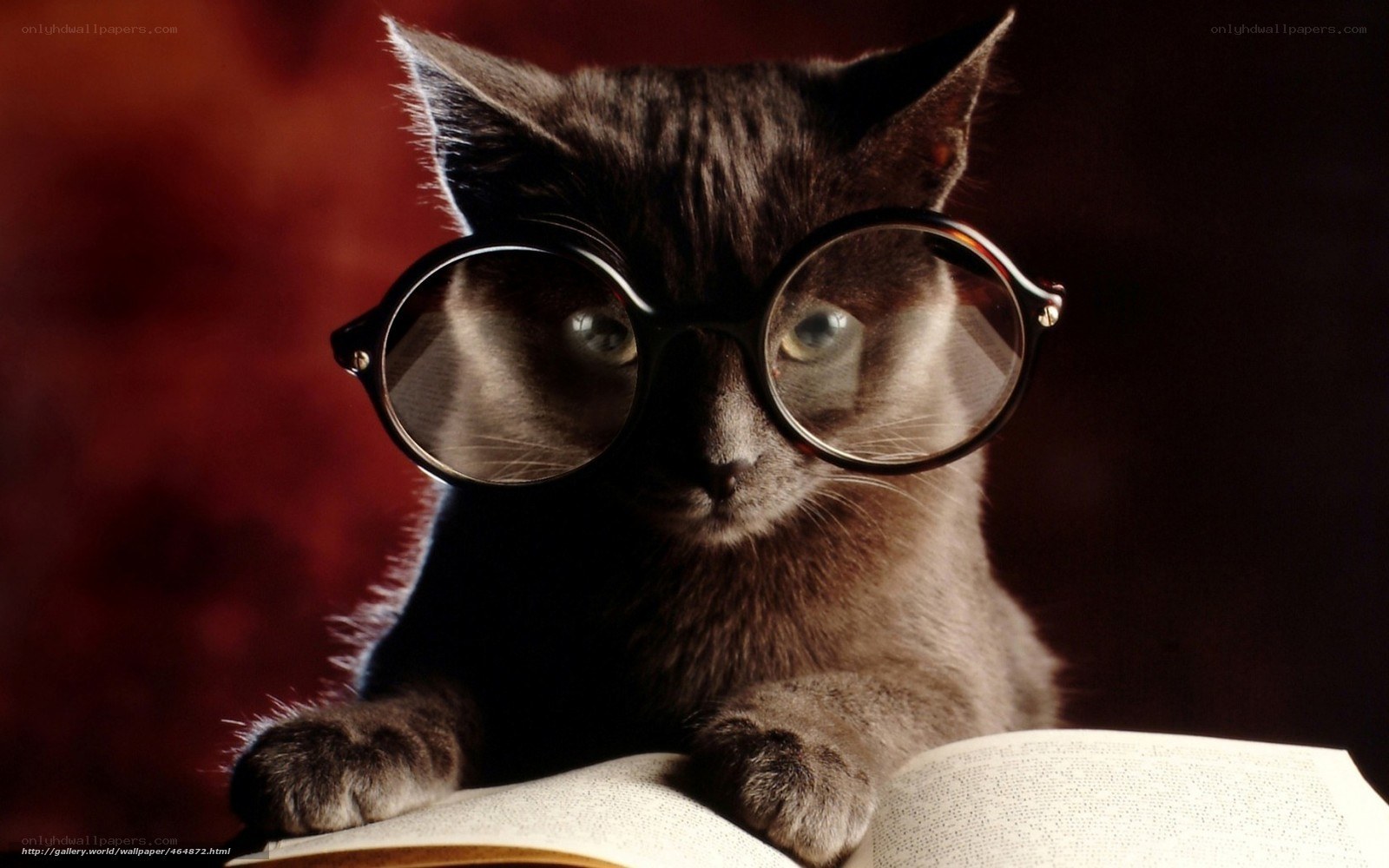 cat reading book with glasses